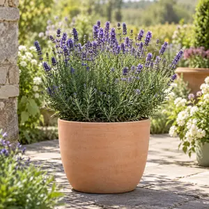 Lavandula angustifolia 'Felice' - English Lavender