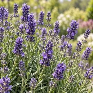 Lavandula angustifolia 'Felice' (Pot Size 12cm) English Lavender - image 2