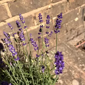 Lavandula angustifolia 'Hidcote'-Field Grown (Pot Size 17cm) English Lavender - image 3