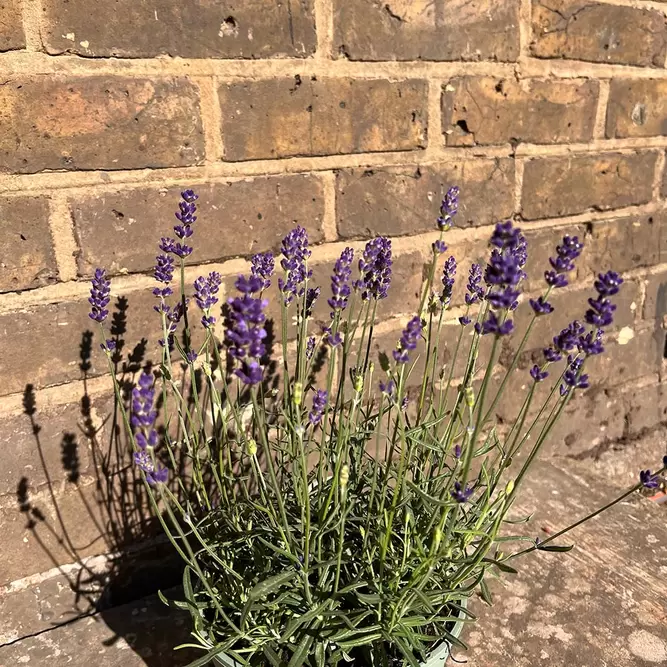 Lavandula angustifolia 'Hidcote'-Field Grown (Pot Size 17cm) English Lavender - image 3