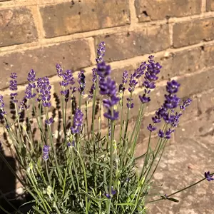 Lavandula angustifolia 'Hidcote'-Field Grown (Pot Size 17cm) English Lavender - image 5