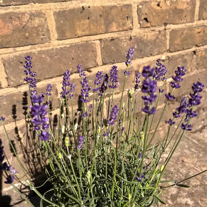 Lavandula angustifolia 'Hidcote'-Field Grown (Pot Size 17cm) English Lavender - image 6