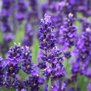 Lavandula angustifolia 'Hidcote'-Field Grown (Pot Size 17cm) English Lavender - image 1