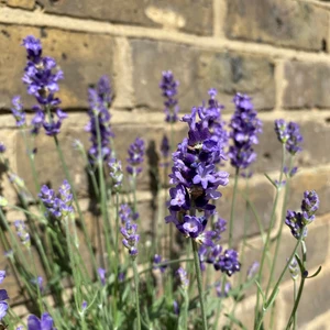 Lavandula angustifolia 'Hidcote'-Field Grown (Pot Size 17cm) English Lavender - image 2