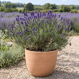 Lavandula angustifolia 'Hidcote' - English Lavender Field Grown