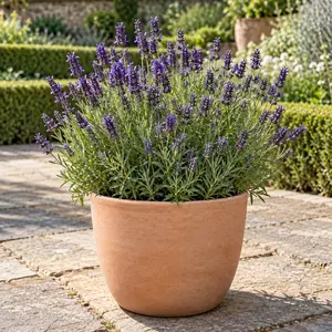 Lavandula angustifolia 'Hidcote' - English Lavender