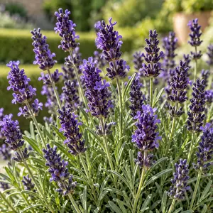 Lavandula angustifolia 'Hidcote' (Pot Size 12cm) English Lavender - image 2