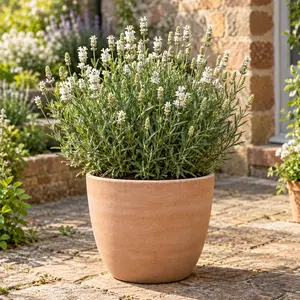 Lavandula angustifolia 'Hidcote White' - White English Lavender