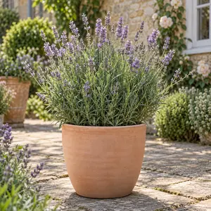 Lavandula angustifolia 'Melissa Lilac' - English Lavender