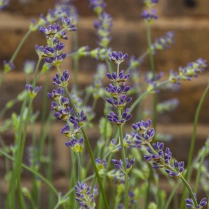 Lavandula angustifolia 'Munstead' (Pot Size 23cm)   Lavender - image 1