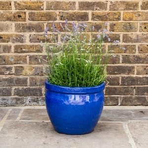 Lavandula angustifolia 'Munstead' (2L) English Lavender - image 2