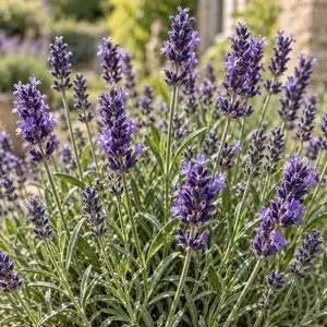 Lavandula angustifolia 'Munstead' (Pot Size 14cm) English Lavender - image 2