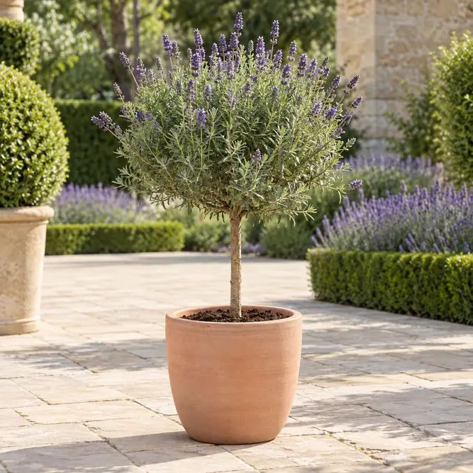 Lavandula angustifolia (Pot Size 14cm) English Lavender Standard - image 1