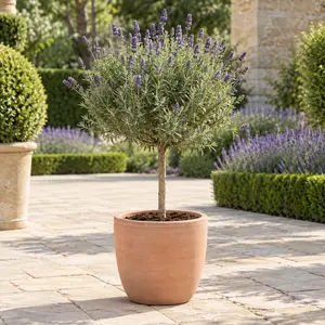 Lavandula angustifolia - English Lavender Standard