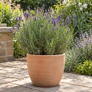 Lavandula angustifolia - English Lavender
