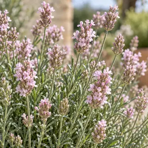 Lavandula angustifolia 'Rosea' (Pot Size 14cm) Pink English Lavender - image 2