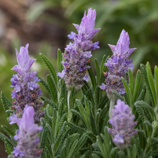 Lavandula dentata (Pot Size 3L) French Lavender