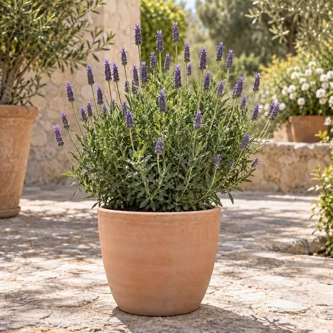 Lavandula dentata (Pot Size 3L) Fringed Lavender - image 1
