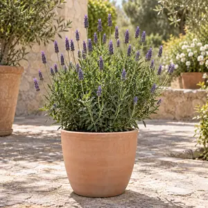Lavandula dentata - Fringed Lavender