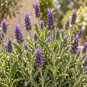 Lavandula dentata (Pot Size 3L) Fringed Lavender - image 2