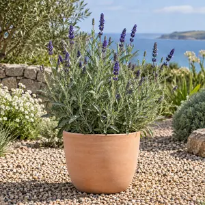 Lavandula × ginginsii 'Goodwin Creek Grey' - Lavender