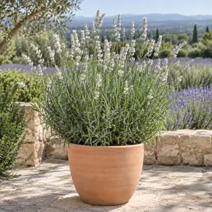 Lavandula × intermedia 'Edelweiss' - White Lavandin