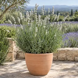 Lavandula × intermedia 'Edelweiss' (Pot Size 2L) White Lavandin - image 1