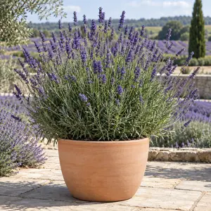 Lavandula × intermedia 'Grosso' - Lavandin