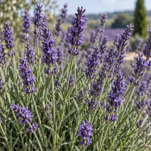 Lavandula × intermedia 'Grosso' (Pot Size 2L) Lavandin - image 2
