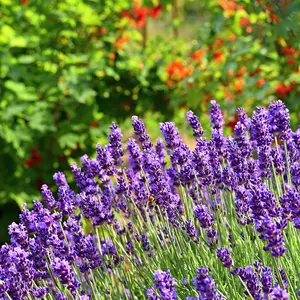 Lavandula 'Regal Splendour' (Pot Size 2L) French Lavender Regal Splendour - image 1
