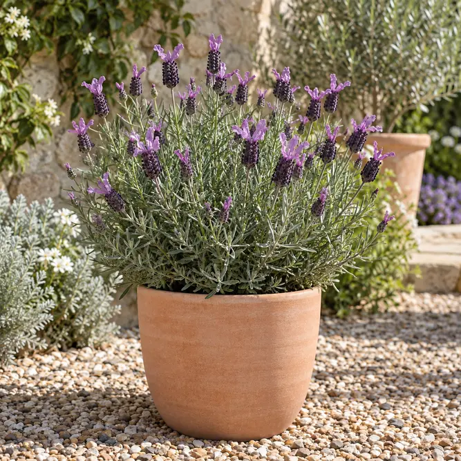 Lavandula stoechas 'Anouk' (Pot Size 15cm) French Lavender - image 1