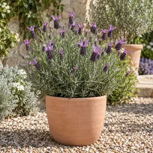 Lavandula stoechas 'Anouk' - French Lavender
