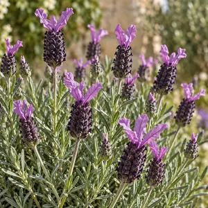 Lavandula stoechas 'Anouk' (Pot Size 15cm) French Lavender - image 2