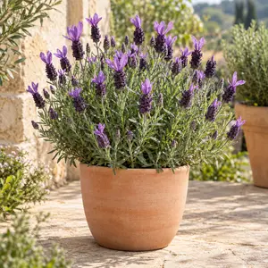 Lavandula stoechas 'Bella Toscane' - French Lavender