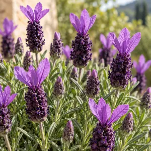 Lavandula stoechas 'Bella Toscane' (Pot Size 12cm) French Lavender - image 2