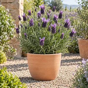 Lavandula stoechas 'Fathead' - French Lavender