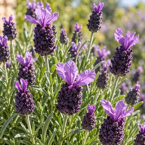 Lavandula stoechas 'Fathead' (Pot Size 1L) French Lavender - image 2