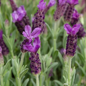 Lavandula stoechas  (Pot Size 12cm) - French Lavender - image 1