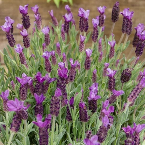 Lavandula stoechas  (Pot Size 12cm) - French Lavender - image 2