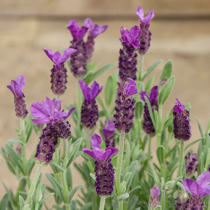 Lavandula stoechas (Pot size 15cm) French Lavender - image 4