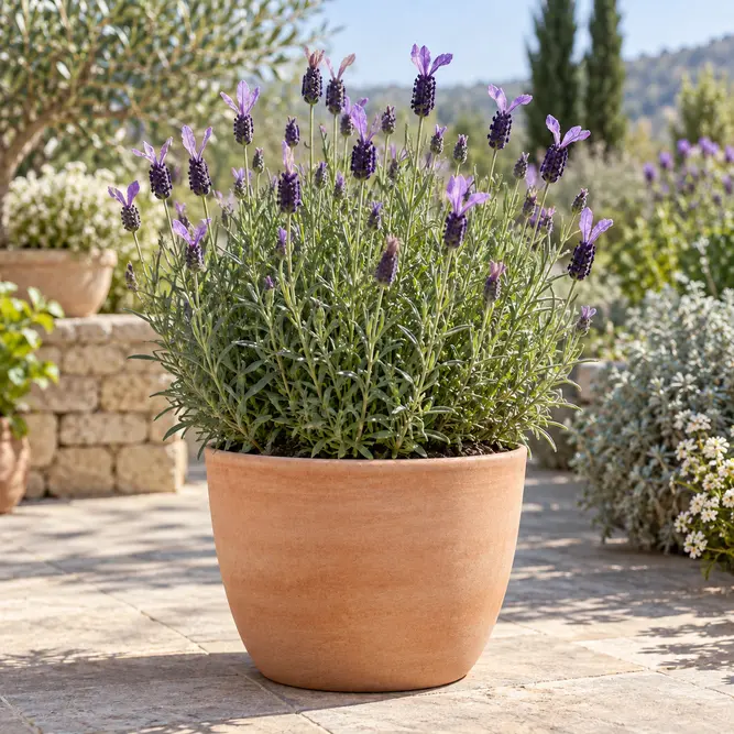 Lavandula stoechas (Pot Size 1L) French Lavender - image 1