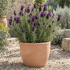 Lavandula stoechas 'Regal Splendour' - French Lavender