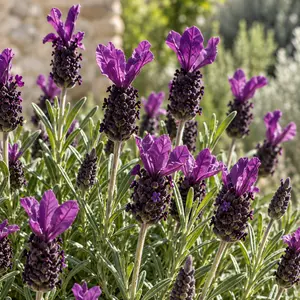 Lavandula stoechas 'Regal Splendour' (Pot Size 2L) French Lavender - image 2