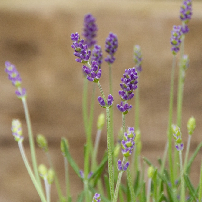 Lavender 'Angustifolia' (Pot Size 3L) - English Lavender - image 2