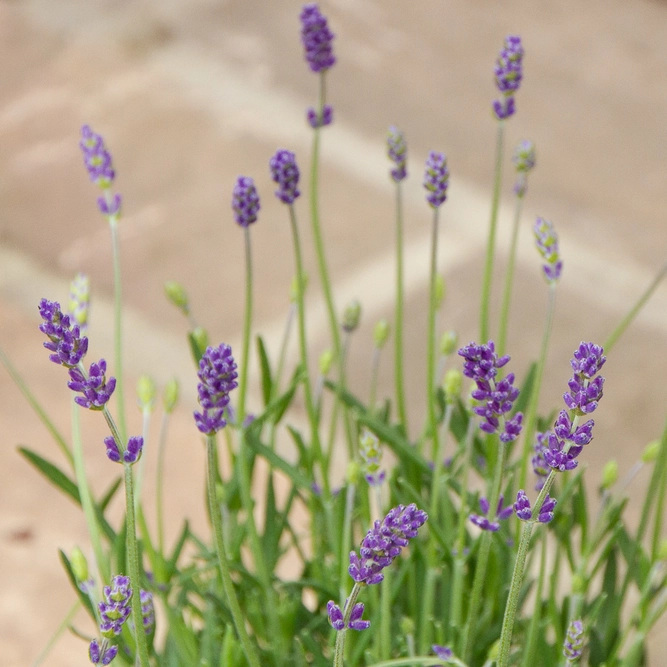 Lavender 'Angustifolia' Pink (Pot Size 12cm) - English Lavender - image 3