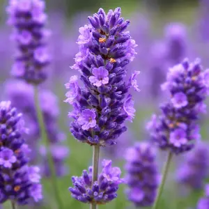 Lavender 'Angustifolia' (Pot Size 1L) - English Lavender