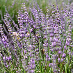 Lavender angustifolia (Pot Size 1L) - English Lavender - image 1
