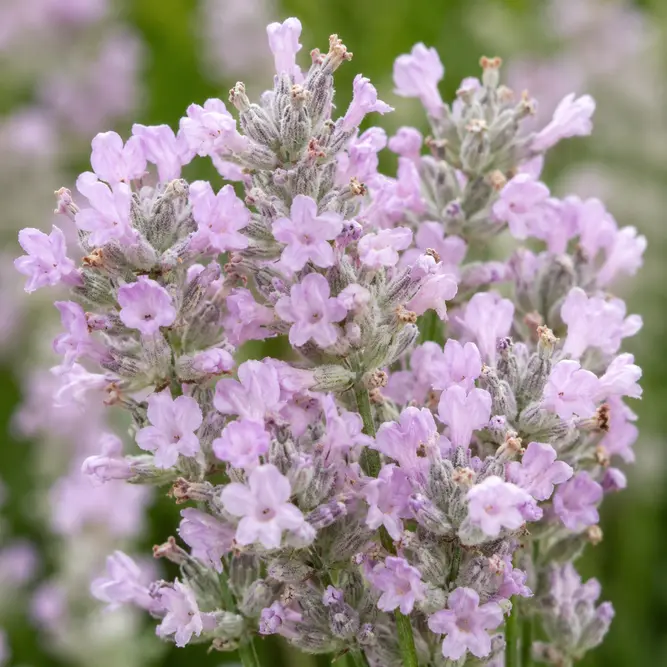 Lavender 'Angustifolia' Rosea (Pot Size 1L) Pink English Lavender