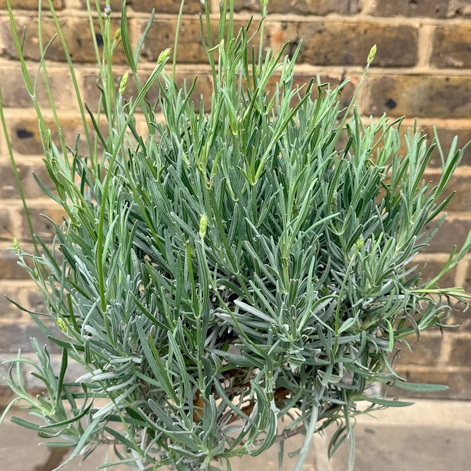 Lavender 'Angustifolia' Standard (Pot Size 14cm) - English Lavender - image 1