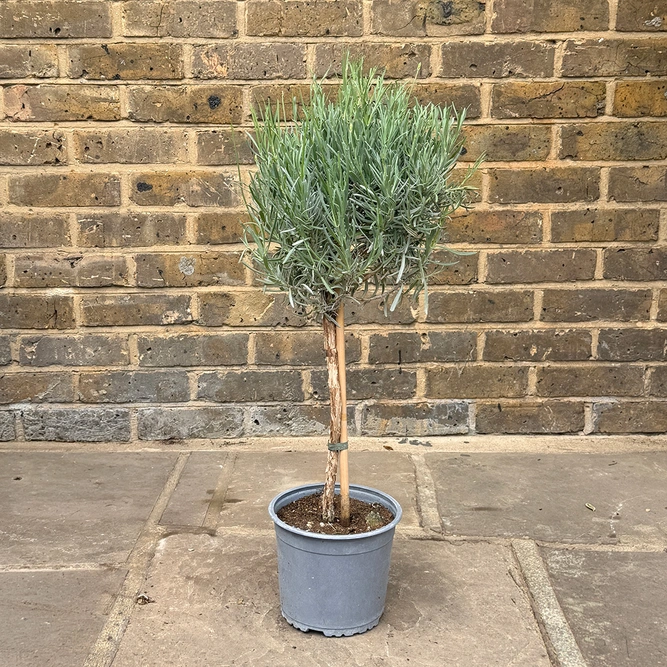 Lavender 'Angustifolia' Standard (Pot Size 14cm) - English Lavender - image 2